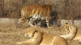 China. Harbin. Siberian Tiger Park