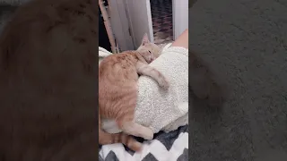 сладкий сон котенка