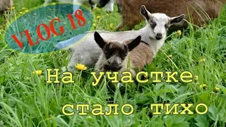 Гуси Линда не моё!!! Отек вымени// Vlog 18  Мое хозяйство