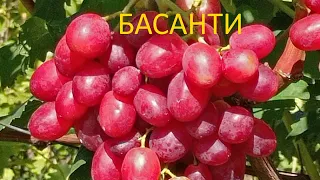 @Виноград Басанти – новый виноград, красный виноград  #shorts