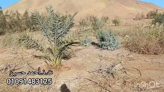 الواحات البحرية جنة الصحراء الغربية ٢٠ فدان شبه مزروعة بير طاقة.....؟