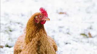 How Cold is Too Cold for Chickens? - Chickens in a Minute