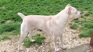 Rare White Cane Corso Protecting His Yard!