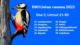 100 Lintulajia 2023, Osa 3, (Linnut 21-30)