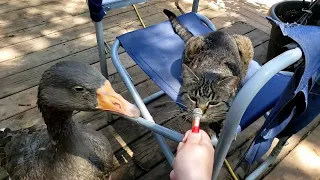 interviewing my pet goose with a tiny microphone