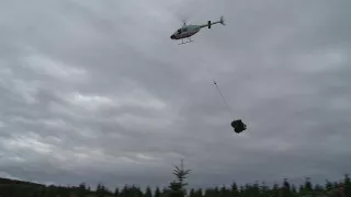 Helicopters Harvesting Christmas Trees