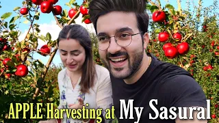 Sasural Me Apple Harvesting Season Dekha || My Sasural || Rajat Sharma Vlogs