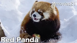 Sweet Red Panda 雪の上でリンゴを食べるレッサーパンダ ホクト