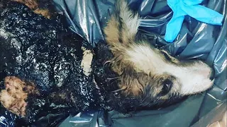 Rescue 3 little puppies Were Left To Die In The Tar