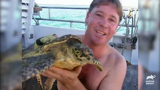 Steve Irwin Studies Sea Turtle in Moreton Bay | The Crocodile Hunter | Animal Planet