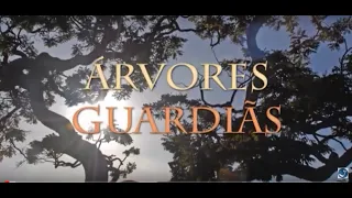 Trigueirinho | Árvores Guardiãs