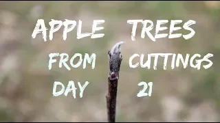 200 Free Apple Tree UPDATE!!! 21 Days Later... (Starting Trees From Cuttings)