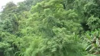Flight of the Gibbon 800m zipline