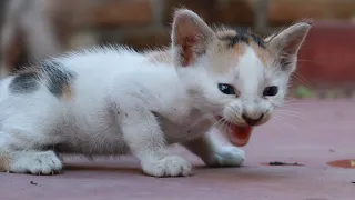 Funny cats and kittens meowing for foods |Hungry cats meowing compilation 🐱