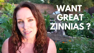 7 Pro Tips for Growing Stunning Zinnias