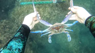 Diving for BLUE swimmer CRABS