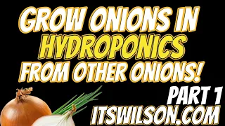 How to Grow Onions in Hydroponics | How to Clone Onions from Other Onions.