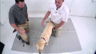 Demonstration of a Canine Forelimb Orthopaedic Examination