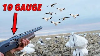 SHOOTING SNOW GEESE With A 10 GAUGE!! (231 birds)