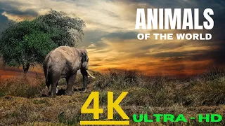 4K African Wildlife | Tarangire National Park | Scenic Wildlife Film With Real Sounds ( 4K Video )
