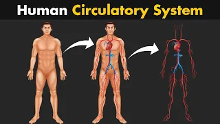 How Human Circulatory System Works? | Organs and parts of circulatory system