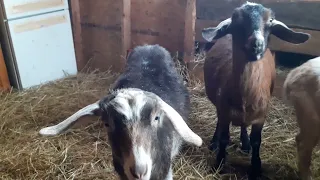 Сколько зерна даю козам🐐