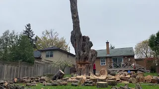 150 year old tree with a 20 inch bar