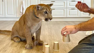 Puma plays thimbles! Puma Messi enjoys playing with yummy treats