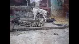 White Tiger БЕЛЫЙ ТИГР 15.11.14.