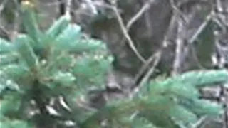 Top 14 NEVER Before Seen Images of BIGFOOT Caught On Camera