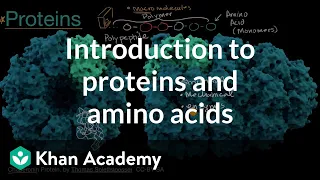 Introduction to proteins and amino acids | Biology foundations | High school biology | Khan Academy