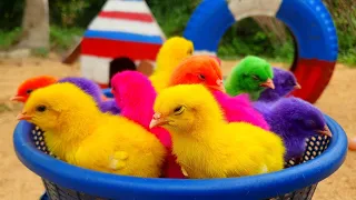 Catching chickens,cute chickens,rainbow chickens,colorful chickens,rainbow chickens,animals cute 157