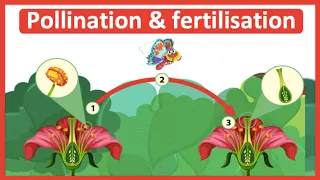 The process of pollination & fertilisation 🌷| Step-by-step process