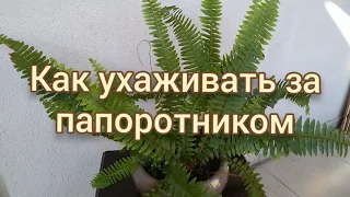 ПАПОРОТНИК НЕФРОЛЕПИС - как ухаживать правильно?