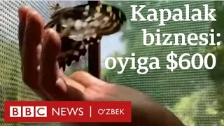 Ана бизнес: Капалак боқиб,  ойига 600 доллар пул ишлаш мумкин - BBC News O'zbek yangiliklar