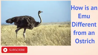 How is an Emu Different from an Ostrich