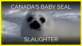 Canada's Baby Seal Slaughter