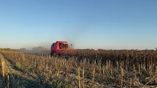 Збирання соняшника Суміко від Сингента.  Massey Ferguson 38RS  in action. 01.10.2021.