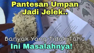 Cara benar Mencampur Kroto agar Umpan jadi ampuh dan sangat jitu!