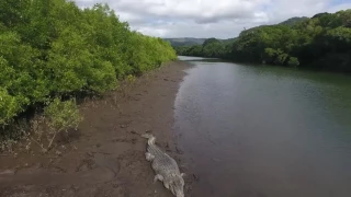 Port Douglas Crocodiles FNQ