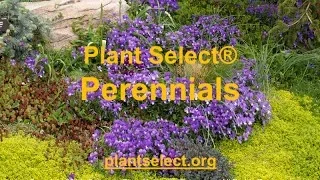 Plant Select Perennials with Pat Hayward