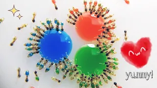 COLORFUL ANTS - Time Lapse! | Ghost Ants (Tapinoma melanocephalum)