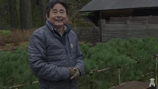 Portland Japanese Garden Plant Tour | Part 2: Pines