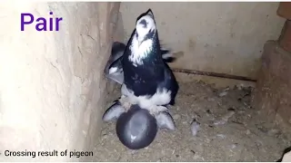 pigeon cross breeding result#pigeon  #kabutar