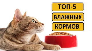 Лучшие влажные корма для кошек | Рейтинг топ 5