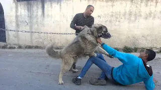 the strongest dog in the world 2024