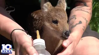 Have you ever seen a baby "vampire" deer?