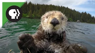 Robot 'Spy Otter' Makes New Friends