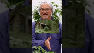 Three different methods of CANNABIS GROWING! | Growing Belushi | Discovery #shorts