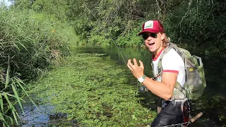 IOWA DRIFTLESS REGION: DID I JUST MISS A MONSTER?! (Fly Fishing Clear Creek, Allamakee Public Land)